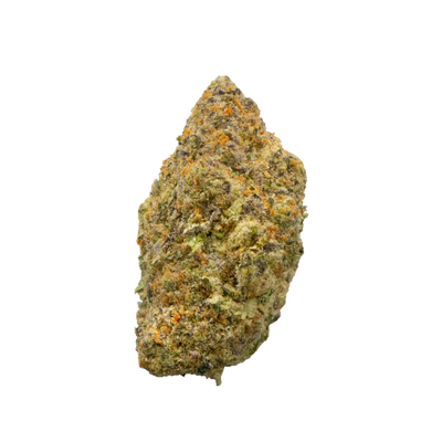 Jelly Pop (Hybrid) - Everyday Flower
