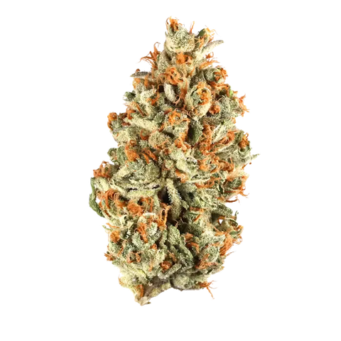 Pavé (Hybrid) - Everyday Flower