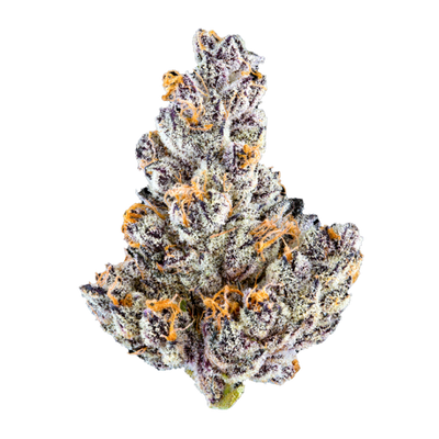 French Lotus (Hybrid) - Top Shelf Flower