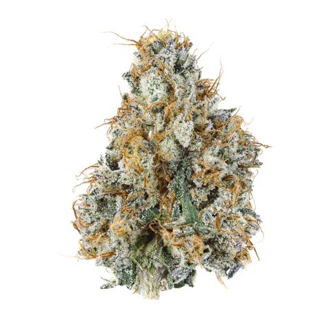 Gary Payton (Hybrid) - Everyday Flower