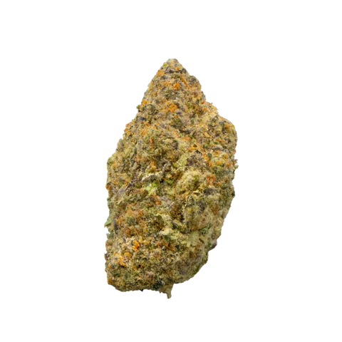 Jelly Pop (Hybrid) - Everyday Flower