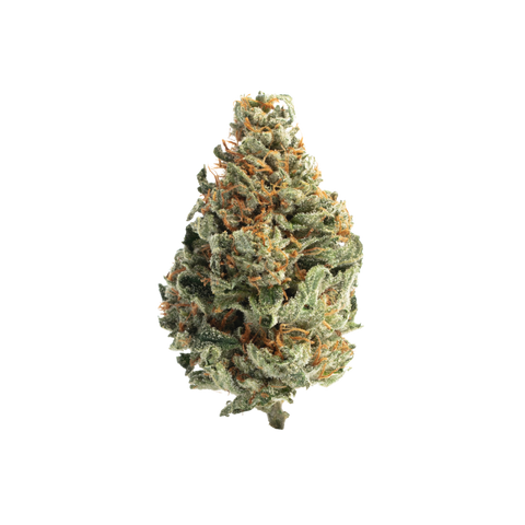 Sherblato (Hybrid) - Premium Flower